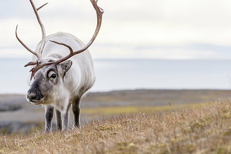 white buck on green grass field, svalbard, svalbard, Svalbard, green grass, grass field, horned, animal, nature, mammal, wildlife, grass, outdoors, deer, antler, animals In The Wild, HD wallpaper HD wallpaper