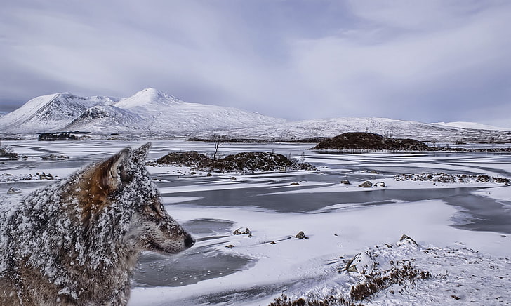 ธรรมชาติสัตว์ฤดูหนาวหมาป่าหิมะภูมิทัศน์ภูเขาทะเลสาบน้ำแข็งน้ำแข็งหินเมฆ, วอลล์เปเปอร์ HD
