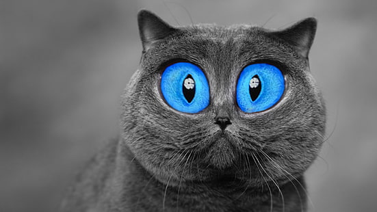 short-haired gray cat, cat, blue eyes, animals, digital art, selective coloring, HD wallpaper HD wallpaper
