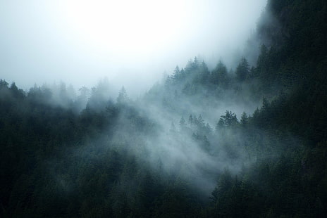 forest, mist, HD wallpaper HD wallpaper