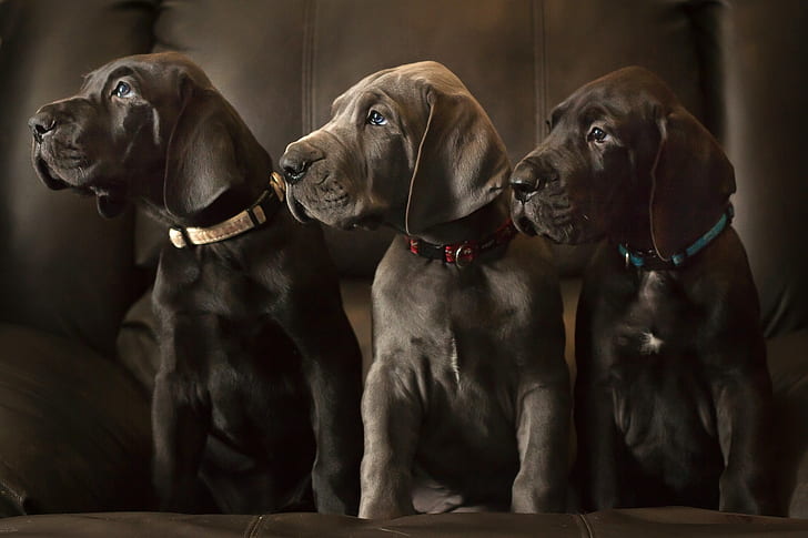 ジャーマンマスティフ、犬、3匹のチョコレートラブラドルレトリーバー子犬、目、犬、子犬、トリオ、ジャーマンマスティフ、トリニティ、 HDデスクトップの壁紙