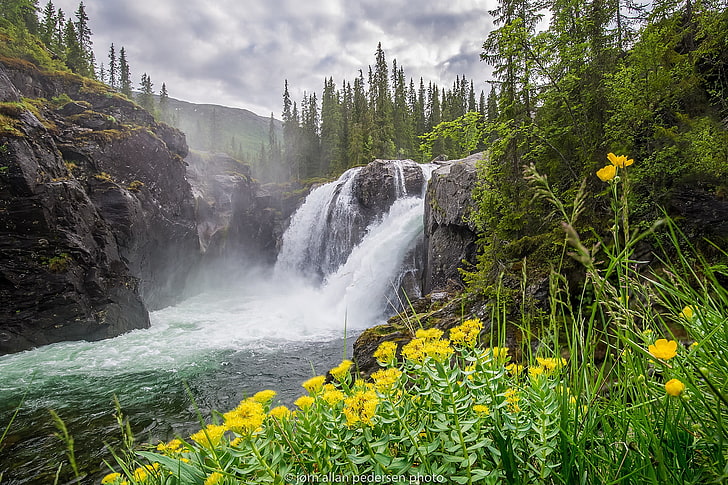 waterfalls, forest, clouds, trees, flowers, mountains, river, stones, rocks, waterfall, moss, yellow, HD wallpaper
