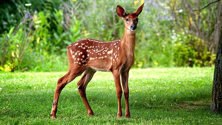 Animal, Deer, Baby Animal, Bokeh, Cute, Fawn, White-Tailed Deer, HD  wallpaper | Wallpaperbetter