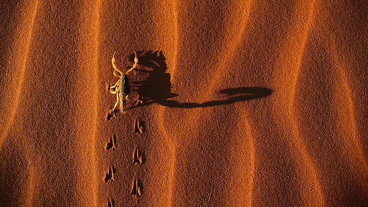 кафяв скорпион на пясък, природа, животни, скорпиони, пустиня, пясък, сянка, дюна, птичи поглед, HD тапет