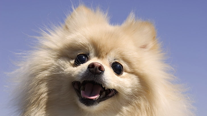 anjing coklat berlapis panjang, anjing, hewan, latar belakang biru, Pomeranian, Wallpaper HD