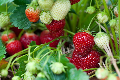 foto av jordgubbar, jordgubbar, jordgubbar, foto, gårdar, jordgubbe, frukt, mat, friskhet, röd, organisk, mogen, natur, sommar, bär frukt, hälsosam kost, blad, närbild, jordbruk, grön Färg, gourmet, HD tapet HD wallpaper