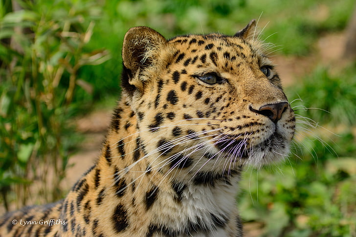 เสือดาวสีน้ำตาลและสีดำเสือดาวอามูร์แมวป่าปากกระบอกปืนนักล่า, วอลล์เปเปอร์ HD
