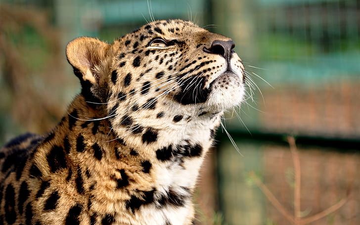 Leopard, head, daydreaming, HD wallpaper