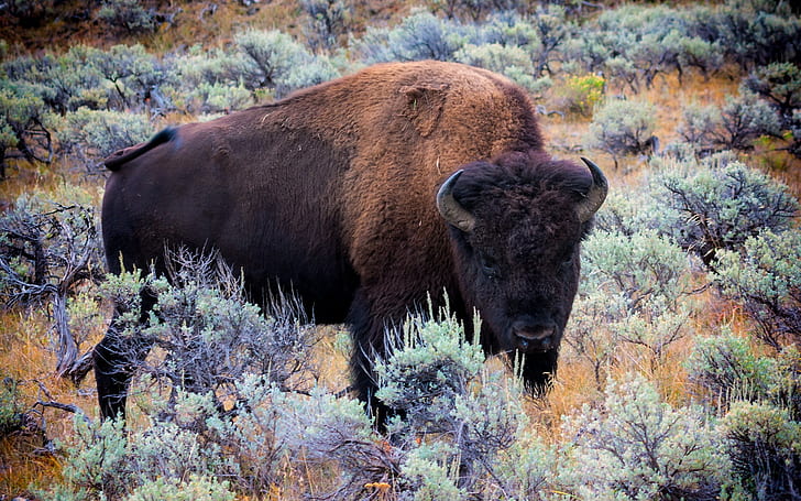 american bison, HD wallpaper | Wallpaperbetter