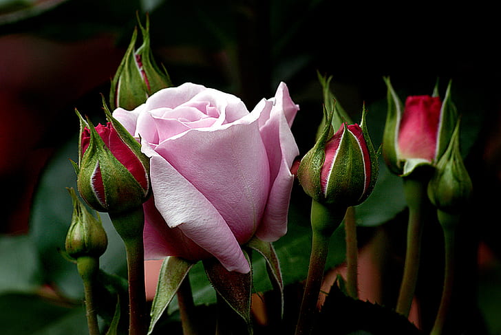 selektiv inriktning av rosa ros med röda rosor och gröna blad, Moody Blues, selektiv inriktning, rosa ros, röda rosor, gröna blad, lynnig blå, Public Domain, Dedication, CC0, foton, natur, växt, kronblad, blomma, blommahuvud, rosa färg, skönhet i naturen, blad, HD tapet