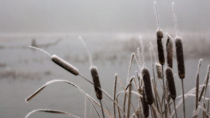Frost Ice Cattail HD, brown flower buds, nature, ice, frost, cattail, HD wallpaper