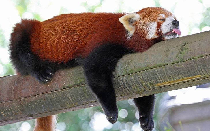 panda czerwona, panda czerwona, zwierzęta, leniwce, Tapety HD