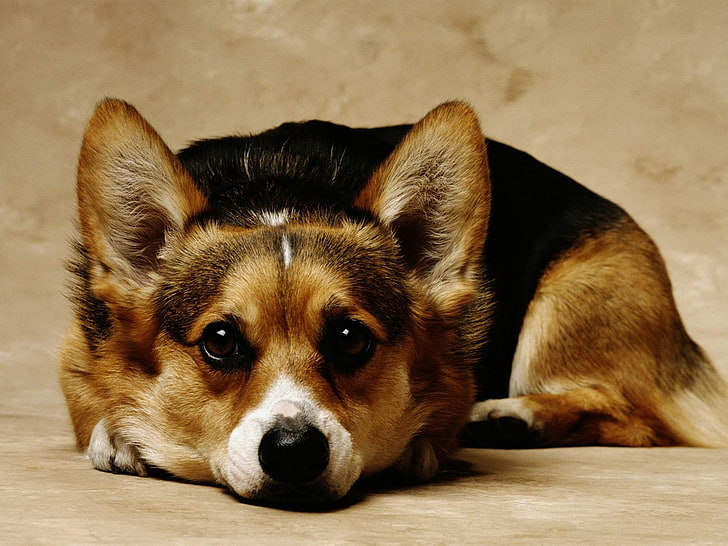 Cute Pet Dogs Corgi Photography HD Wallpaper 05, short-coated brown and black dog, HD wallpaper