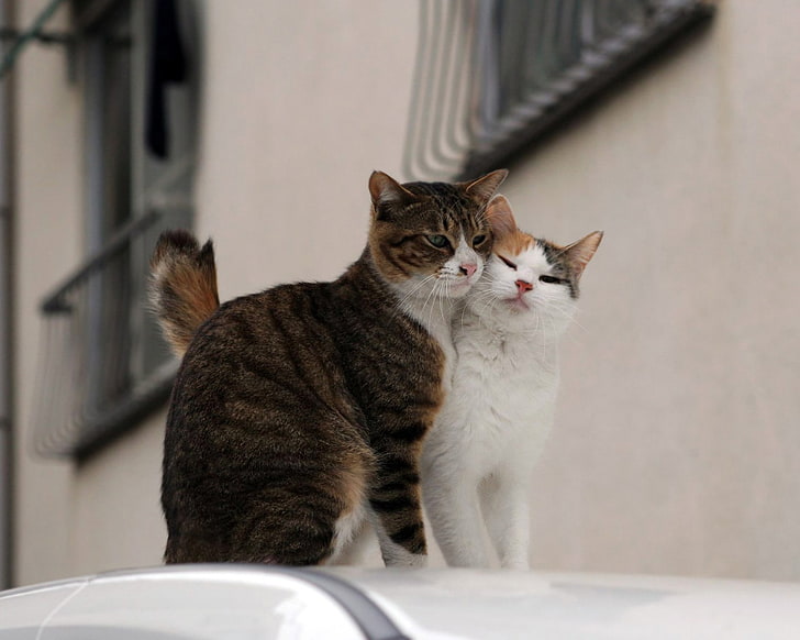 dois gatos malhados, gatos, casal, carinho, cuidados, HD papel de parede