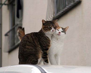 dos gatos calico, gatos, pareja, cariño, cuidado, Fondo de pantalla HD HD wallpaper