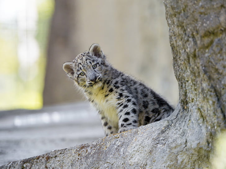 Gatos, Leopardo das Neves, Animal de Estimação, Gato Grande, Filhote, HD papel de parede