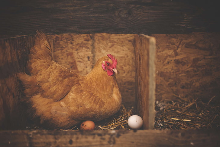 animal, barn, bird, chicken, eggs, farm, hen, livestock, nest, poultry, rooster, wood, HD wallpaper