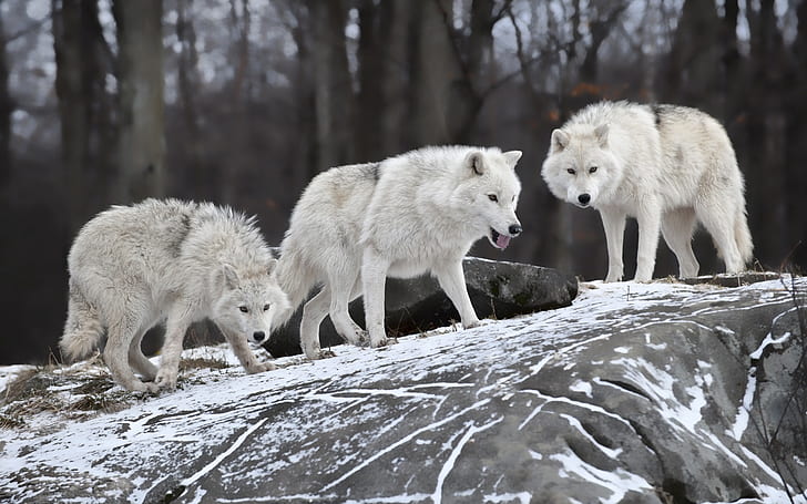 Hungry wolves in winter, three white wolves, Hungry, Wolves, Winter, HD wallpaper