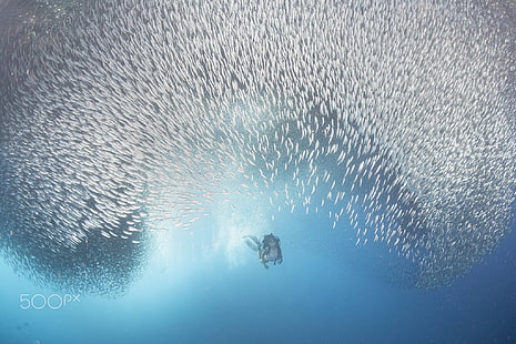 school of fish, women, fish, underwater, animals, sea, diving, HD wallpaper HD wallpaper