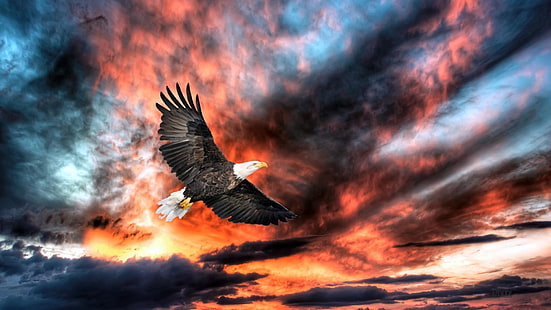 bald eagle, bird, skies, fly, flying, sunset, eagle, high, clouds, HD wallpaper HD wallpaper