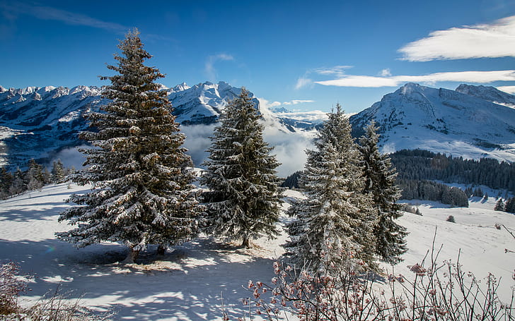 雪の表面を持つ4つの松の木、表面、松の木、表面、山、モンターニュ、アルブレ、neige、雪、オートサボア、オーヴェルニュローヌアルプ、ラクルーザ、冬、自然、風景、森林、屋外、木、風景、ヨーロッパアルプス、青、 HDデスクトップの壁紙