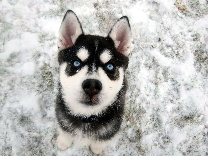 Siberian Husky, mata biru, salju, binatang, anjing, Wallpaper HD