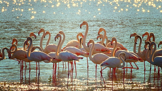 gündüz su kütlesi üzerinde pembe flamingoların sürüsü, flamingolar, sürüler, pembe flamingolar, su kütlesi, gündüz, sulak alanlar, pembe su, su kuşları, su kuşları, Western Cape, Güney Afrika, kuş, flamingo, doğa, yaban hayatı, hayvan,pembe renk, göl, HD masaüstü duvar kağıdı HD wallpaper