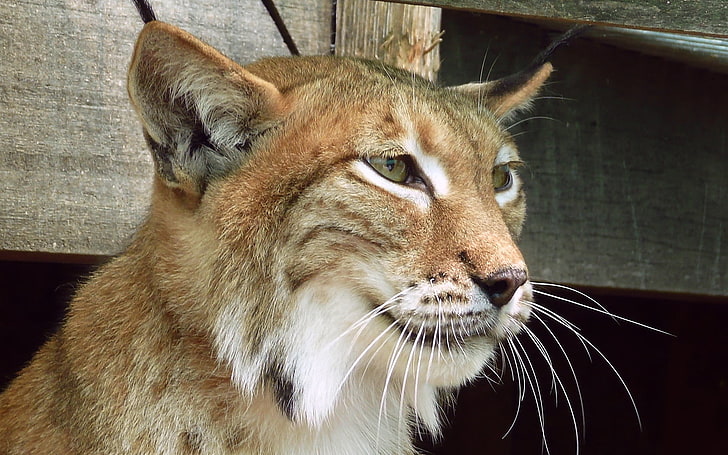 brown lynx cat, lynx, muzzle, animal, sadness, HD wallpaper