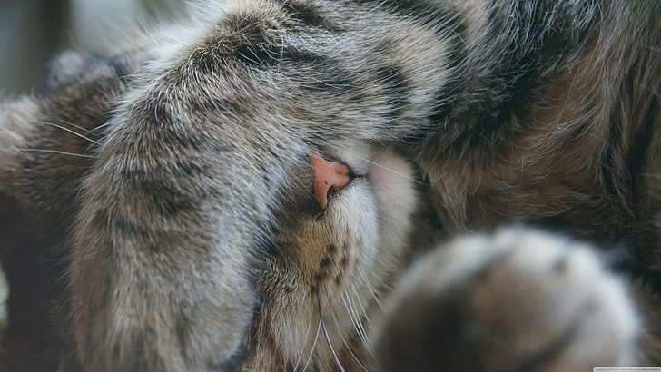 brązowy pręgowany kot, kot, śpiący, chowający się, łapy, Tapety HD