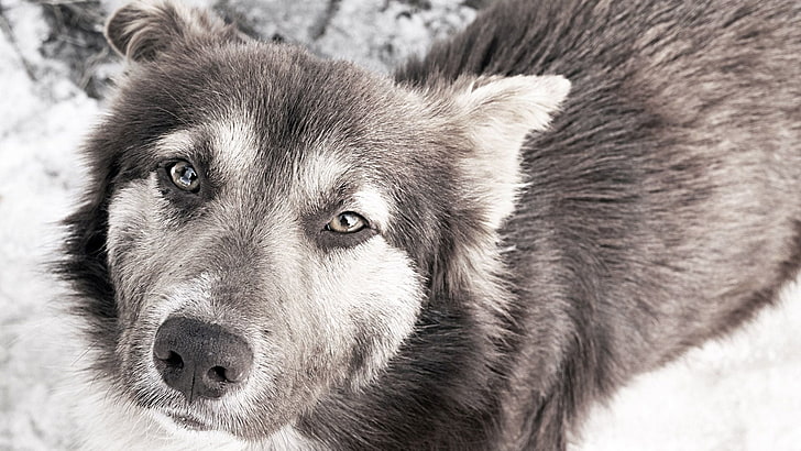 animals, dog, eskimo dog, canine, sled dog, malamute, domestic animal, siberian husky, animal, wolf, timber wolf, pet, fur, HD wallpaper