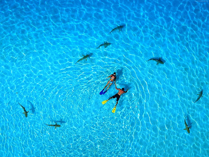 4k, vacanze, oceano, riposo, immersioni con gli squali, viaggio, prenotazione, i migliori siti di immersione per mondi, Polinesia francese, 5k, Sfondo HD