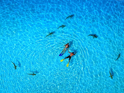 4k, liburan, lautan, istirahat, menyelam dengan hiu, perjalanan, pemesanan, Situs menyelam terbaik dunia, Polinesia Prancis, 5k, Wallpaper HD HD wallpaper