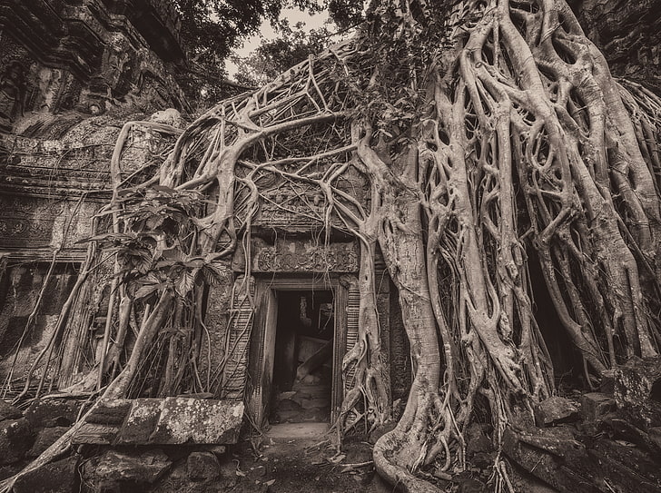 Camboja Temple Tree Roots, Ásia, Camboja, Viagens, Árvores, Ruínas, Nublado, Sul, Túmulo, Incursor, Templo, Leste, antigo, siemreap, southeastasia, TombRaider, ceif, siem, phrom, siemreab, siemreapprovince, taphrom, HD papel de parede