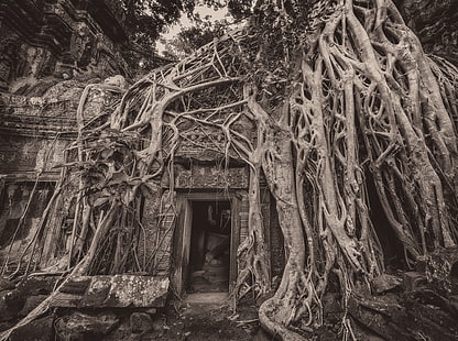 Camboja Temple Tree Roots, Ásia, Camboja, Viagens, Árvores, Ruínas, Nublado, Sul, Túmulo, Incursor, Templo, Leste, antigo, siemreap, southeastasia, TombRaider, ceif, siem, phrom, siemreab, siemreapprovince, taphrom, HD papel de parede HD wallpaper