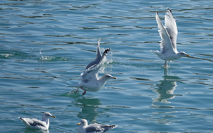 Seagulls on the Water, birds, water, seagulls, flight, HD wallpaper