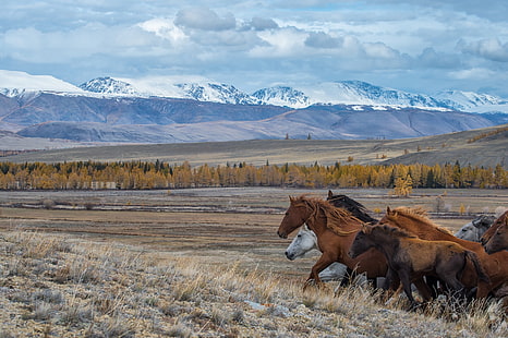 Алтайские горы, природа, пейзаж, животные, конь, HD обои HD wallpaper