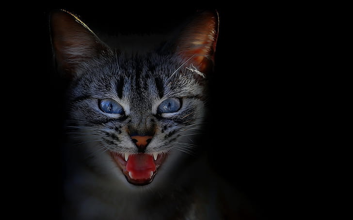 แมว, สัตว์, มืด, พื้นหลังที่เรียบง่าย, พื้นหลังสีดำ, ดวงตาสีฟ้า, วอลล์เปเปอร์ HD
