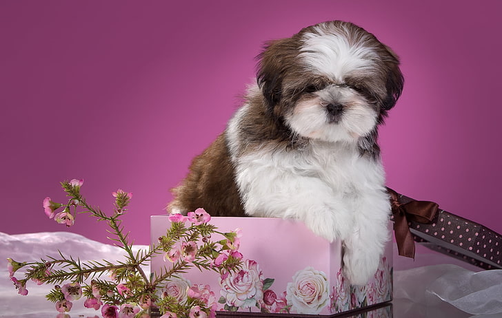 flowers, box, puppy, Shih Tzu, HD wallpaper
