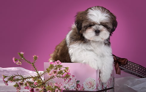 bunga, kotak, anak anjing, Shih Tzu, Wallpaper HD HD wallpaper