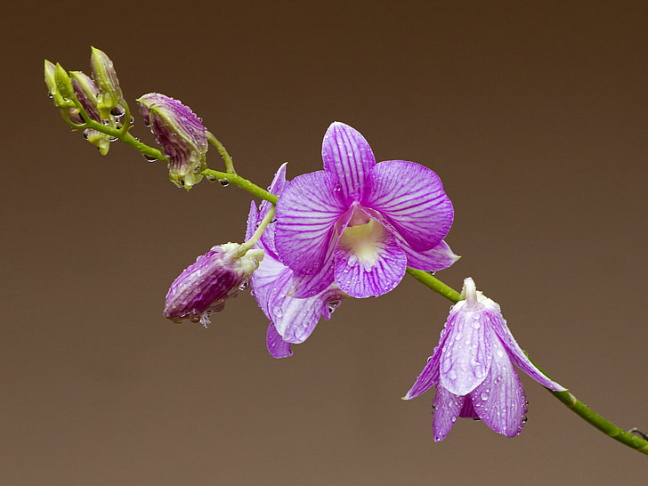 orquídeas de polilla púrpura y blanca, orquídea, flor, pétalos, gotas, Fondo de pantalla HD