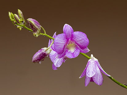 orquídea traça roxo e branco, orquídea, flor, pétalas, gotas, HD papel de parede HD wallpaper
