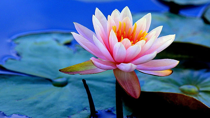 lotus, menakjubkan, indah, bunga, flora, tanaman, alam, bunga merah muda, tanaman air, lotus sakral, air, daun, daun bunga, merapatkan, keluarga lotus, bunga teratai, Wallpaper HD