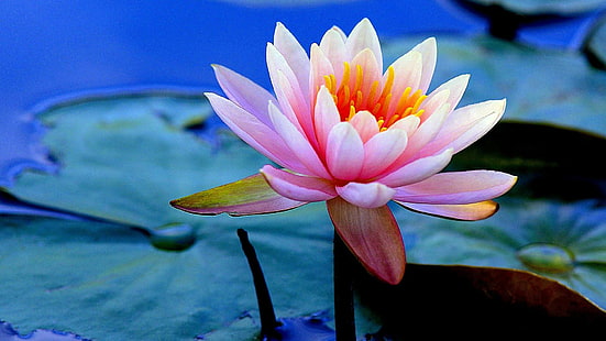 lotus, amazing, beautiful, flower, flora, plant, nature, pink flower, aquatic plant, sacred lotus, water, leaf, petal, close up, lotus family, waterlily, HD wallpaper HD wallpaper