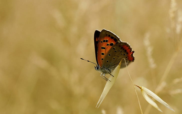 Butterfly Close-Up, motyl, zbliżenie, Tapety HD