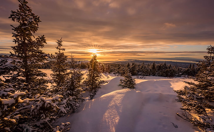 природа, зима, снег, пейзаж, небо, солнечный свет, деревья, HD обои