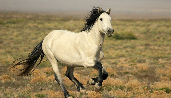 Конски галоп, бял и черен кон, галоп на кон, грива, опашка, s, HD тапет
