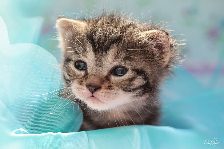 かわいい猫 小さな猫 Hdデスクトップの壁紙 Wallpaperbetter