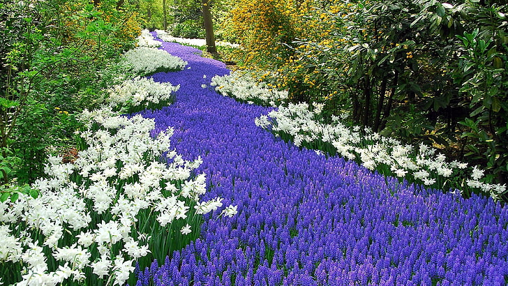 白と紫の開花フィールド、水仙、ムスカリ、道路、低木、ハーブ、公園、 HDデスクトップの壁紙