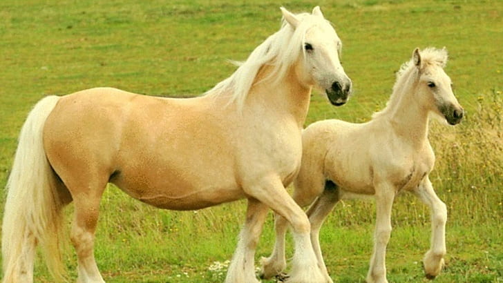 Мать Дочь Лошади, две белые лошади, табун, лошади, дикие лошади, животные, природа, живая природа, HD обои