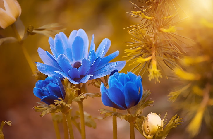 Blaue Blumen, Goldener Sonnenschein, Aero, Makro, Blumen, Kontrast, Pflanzen, Anemone, Golden, Sonnenlicht, Blueflower, HD-Hintergrundbild